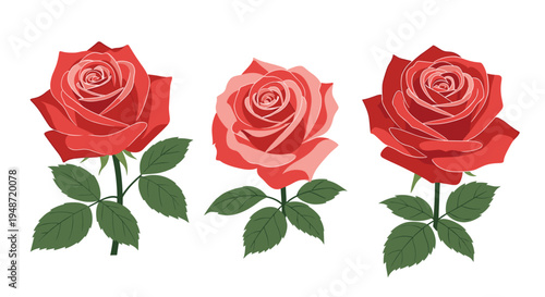 Set of three beautiful red roses with green leaves shown in different stages of bloom on a white background.