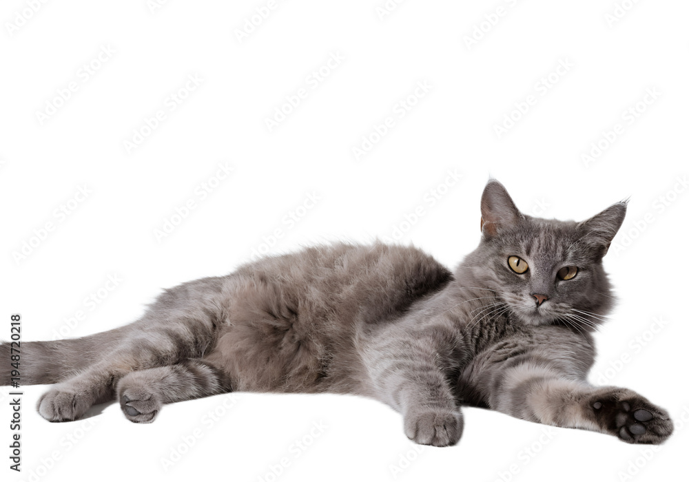 Obraz premium Resting Gray Cat: A relaxed and content gray cat lies comfortably, gazing serenely, embodying calm serenity, isolated on a Transparent background