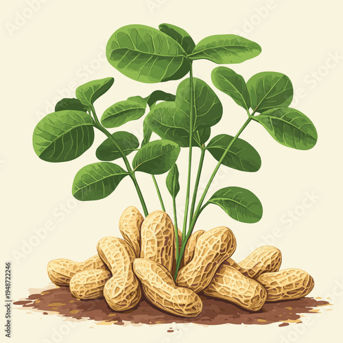 peanut plant , vector style simple color