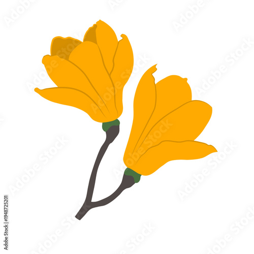 Two vibrant yellow magnolia flowers with dark stems.