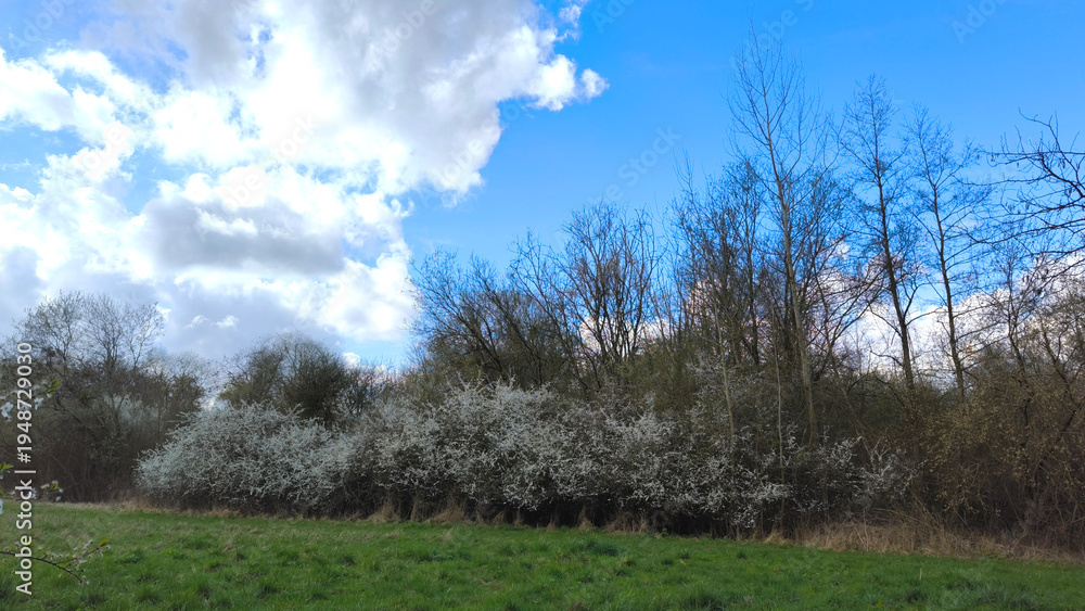 Obraz premium Blooming Bushes in a Verdant Meadow Under a Bright Blue Sky with Fluffy Clouds