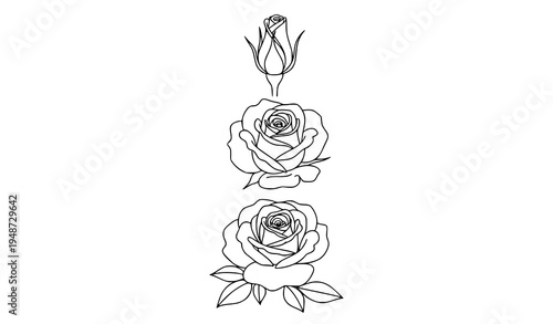 Rose Flower Line Art Set with Blooming Rose and Rosebud Vector Illustration