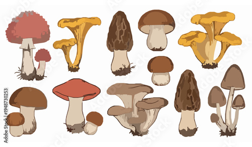 Colorful hand drawn mushroom vector set with wild forest fungi botanical illustration isolated on white background
