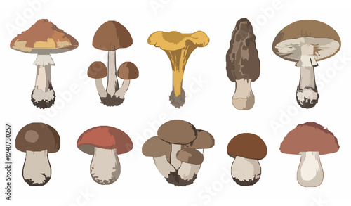 Detailed botanical mushroom vector collection with wild forest fungi in hand drawn ink style isolated on white background