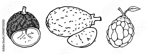 Jackfruit set with bold black border line art illustration isolated on white background featuring exotic fruit theme, whole fruit, flat icon with botanical and tropical fruit