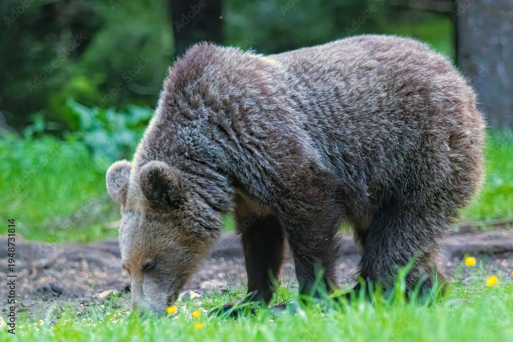 Fototapeta premium Brown Bear close up portrait in the nature