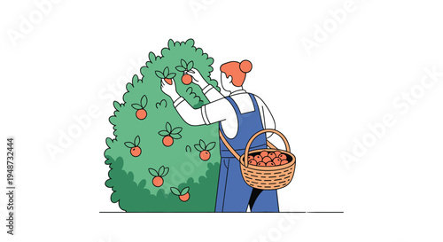 Hardworking gardener harvests ripe red fruits from a green bush and places them into a wicker basket during a sunny day outdoors.
