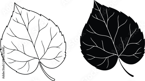 Botanical leaf illustration with outline and solid silhouette styles. Minimal plant leaf design showing vein structure and black shape variation. Modern nature graphic element for decoration 