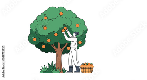 Hardworking woman picking fresh oranges from a large leafy tree and filling a wicker basket with the harvest on a sunny day.
