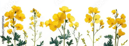 delicate row of yellow wildflowers on slender green stems with buds and lobed leaves against a clean white background, bright and cheerful