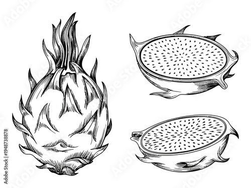 Artichoke Vector Illustration Black White Engraved Style
