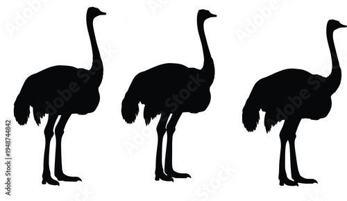 Ostrich silhouette set isolated on white background, large flightless bird wildlife collection, African animal illustration, nature fauna icon, black vector design