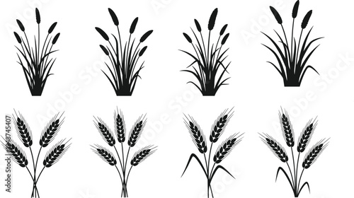 Wheat and cattail plant silhouette collection with wild grass and cereal crop elements isolated vector set for agriculture, nature design and botanical decoration