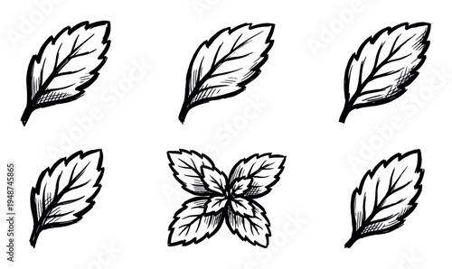 Hand-drawn sketchy illustrations of various leaves in a doodle style, perfect for natural and botanical design elements and decorations.