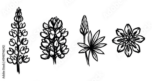 Hand-drawn lupine flowers and leaves illustrate the beauty of these vibrant garden plants in a botanical style.