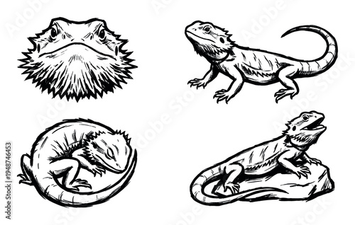Four detailed black and white line art illustrations showcasing various poses and expressions of a bearded dragon.