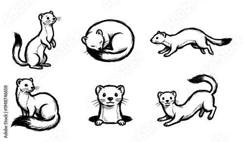 Collection of hand-drawn weasel illustrations in various poses, depicting the agile and curious nature of the animal.