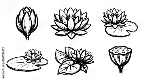 Set of hand-drawn black and white illustrations showcasing various stages of lotus flowers, from bud to full bloom and seed pod.