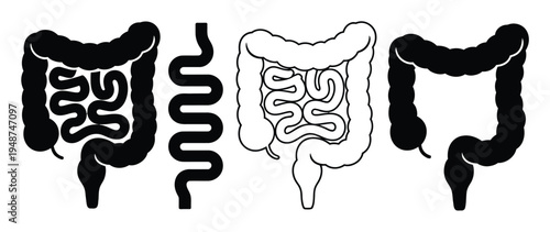Stylized of the Human Digestive System: Colon and Intestines
