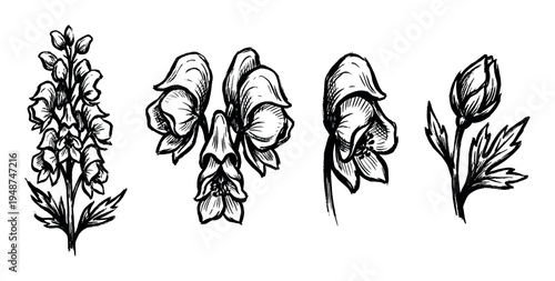 Detailed hand-drawn black and white illustrations of various aconite flowers and buds, showcasing their unique botanical forms.