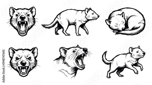 Collection of hand-drawn Tasmanian devil illustrations showcasing different poses and expressions, including roaring, walking, sleeping, and running.