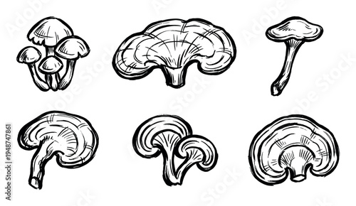 Collection of various hand-drawn mushroom illustrations in a black and white sketch style.