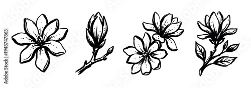Artistic hand-drawn black and white magnolia flowers and buds in a beautiful sketch art style.