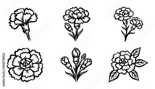 Collection of hand-drawn black and white carnation flower illustrations, showcasing various stages from single blooms to clusters of buds and open flowers.