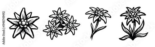 Collection of hand-drawn illustrations showcases the distinctive beauty of edelweiss flowers in various artistic styles.