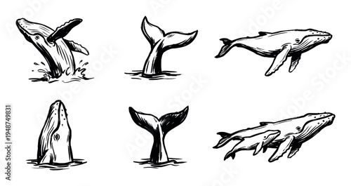 Collection of black and white whale illustrations showcasing different marine mammal behaviors and family dynamics.