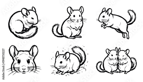 Charming collection of hand-drawn chinchillas in various poses, showcasing their fluffy fur and playful nature.