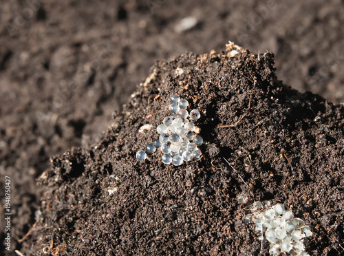 Snail eggs in soil. Jelly like translucent egg clusters of slug or snail before hatching. Remove or destroy garden pest during spring soil preparation for summer gardening. Selective focus.