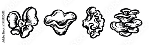 Hand-drawn illustrations of various wild mushrooms or fungi showcase their diverse organic shapes and forms.