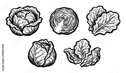 Hand-drawn black and white illustrations of fresh cabbage and lettuce, showcasing whole heads, halves, and individual leaves.