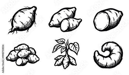 Collection of hand-drawn illustrations depicting various forms of sweet potatoes, including whole, cut, and with foliage.