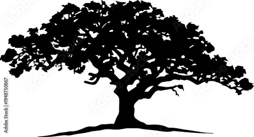 Black Silhouette of a Large Spreading Oak Tree with Wide Canopy Isolated on White Background Vector Illustration