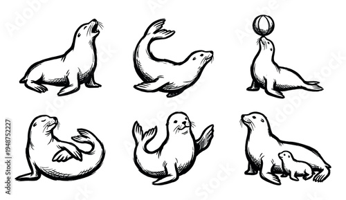 Collection of hand-drawn illustrations depicting various seals and sea lions in different poses, including a mother with her pup and one balancing a ball.