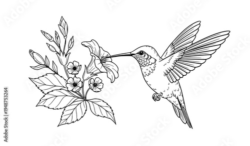 Elegant Hummingbird with Flower Nature Inspired Bird Floral Line Art Vector Illustration