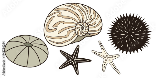 Sea Shell Vector Illustration on White Background with Summer Beach and Ocean Theme.