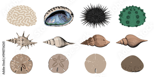 Sea Urchin Shell Collection Isolated on White Background with Natural Ocean Texture.