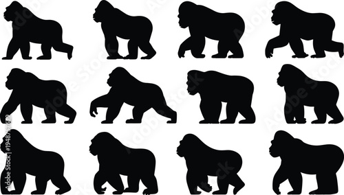 Collection of gorilla silhouettes showing walking poses, great ape wildlife animal profile set isolated on white, primate movement vector illustration for safari, zoo, nature design