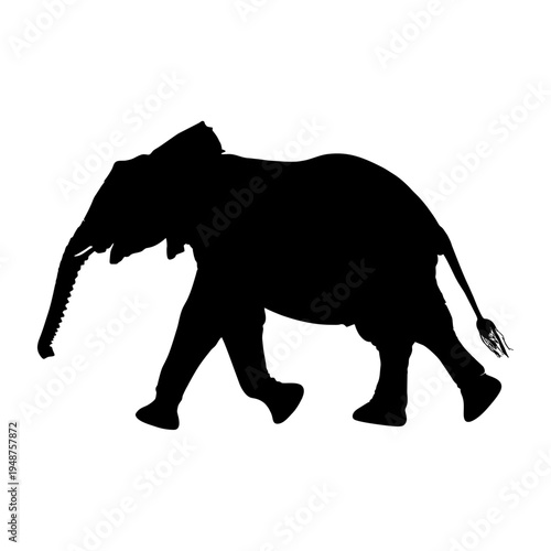 Silhouette of an African Elephant Walking.