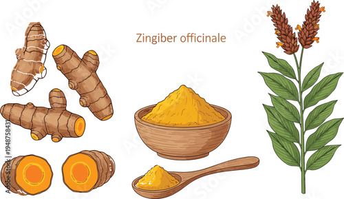 Turmeric botanical illustration set with Curcuma longa root rhizome slices powder in wooden bowl and green plant with flowers isolated.