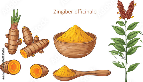 Turmeric Curcuma Longa root powder and plant illustration with sliced rhizomes and wooden bowl isolated on white background for herbal medicine.