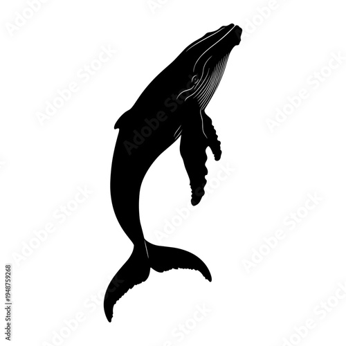 Silhouette of a Humpback Whale Breaching.