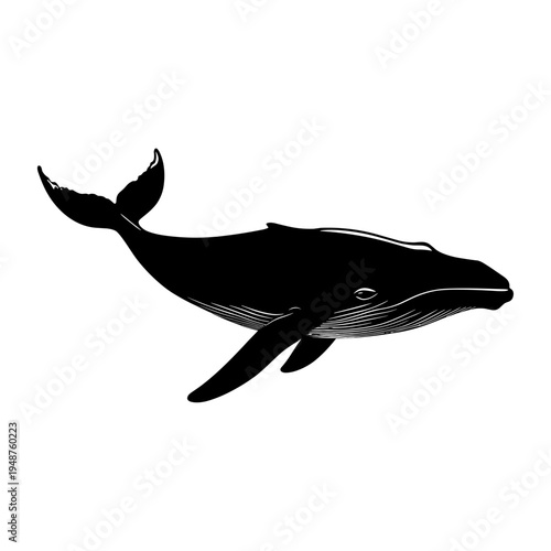 Black and White Illustration of a Humpback Whale.
