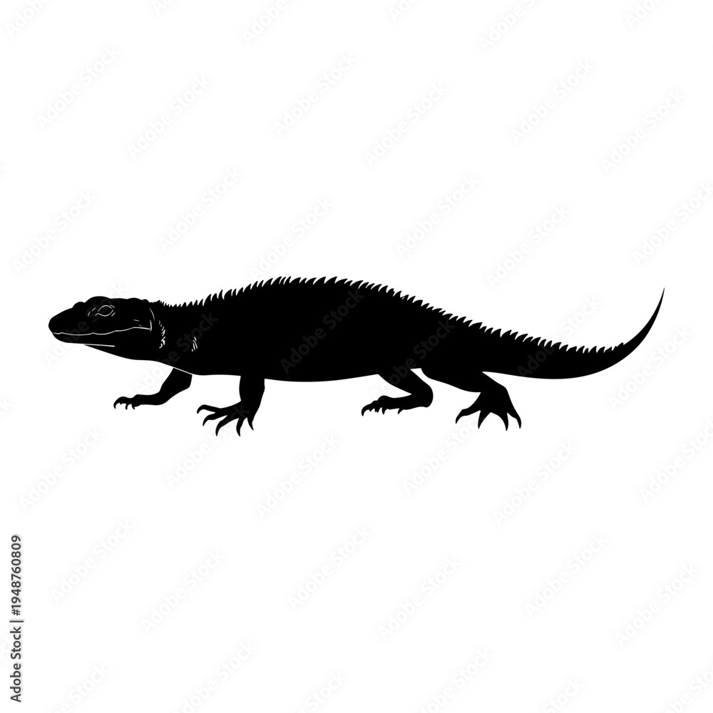 Fototapeta premium Silhouette of a spiny-tailed lizard walking on a white background.