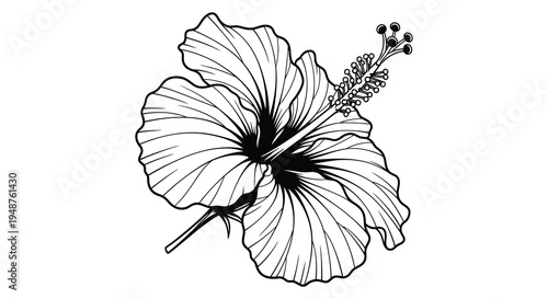 A detailed black and white illustration of a hibiscus flower in striking silhouette high quality professional
