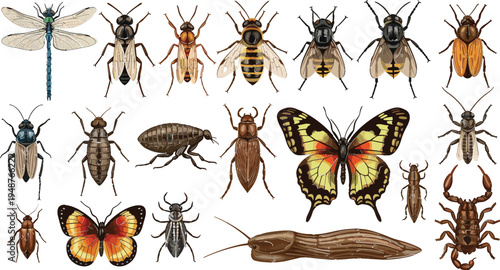 Realistic Insect Collection Featuring Dragonfly Butterflies Bees Beetles Scorpion and Slug Detailed Entomology Wildlife Illustration Set Isolated on White Background Vector