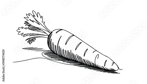 One continuous line illustration of an Carrots vegetable , isolated on white background.